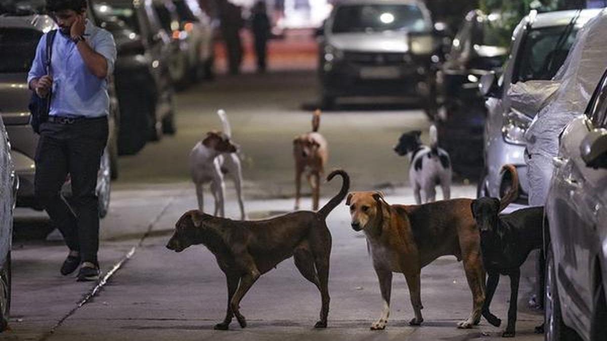 Rabies confirmed after mass dog bite incident in Assam town